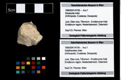 Foto (Objekt + Etikett) von Galatheoidea indet.  (NHMW-GEO-1990-0041-4709)